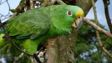 El repertorio del ave incluye temas de varias artistas famosas.