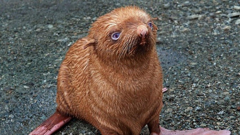 Este tipo de coloración en focas resulta muy poco común