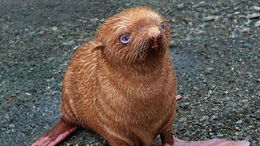 Este tipo de coloración en focas resulta muy poco común