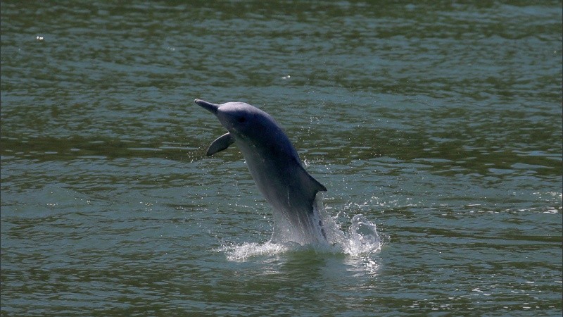 El regreso de los mamíferos permitió a los investigadores estudiarlos más de cerca.