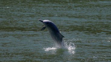 El regreso de los mamíferos permitió a los investigadores estudiarlos más de cerca.