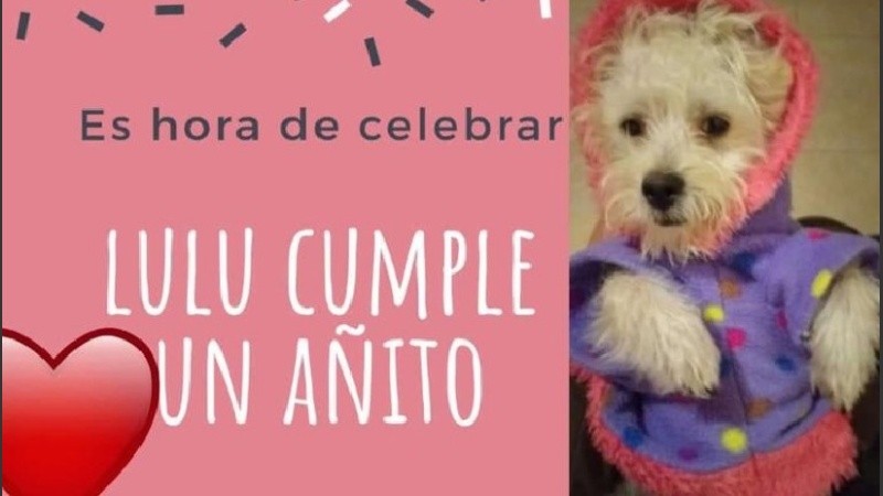 Lulú cumplió un año y su dueña se quedó sin trabajo