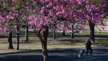 El rosa característico colorea Rosario.