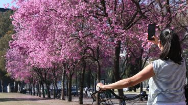 Una joven toma una foto a los lapachos del parque Sunchales.