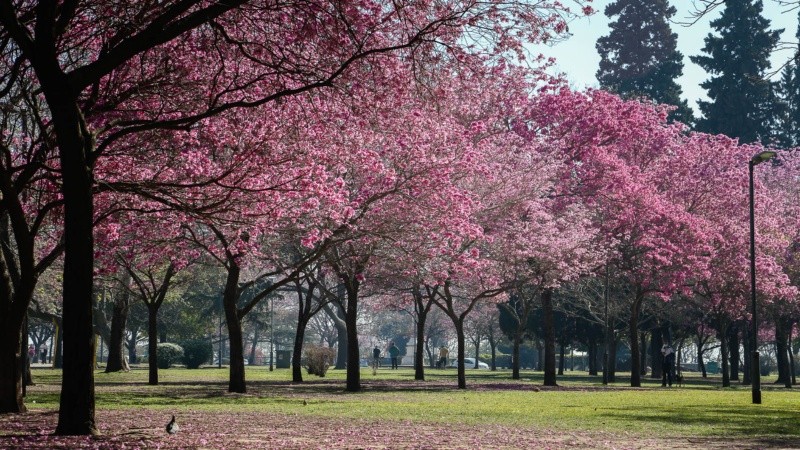 El parque Urquiza teñido de rosa.