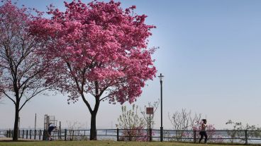 Un ejemplar de lapacho pegadito al río.