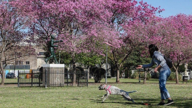 El parque Urquiza tiene decenas de lapachos rosados.
