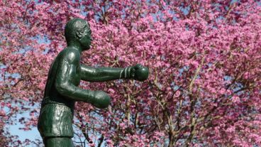 Flores de lapachos en todos lados.