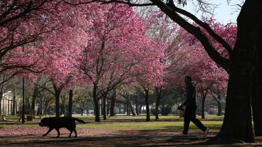 Todo rosa en el parque Urquiza.