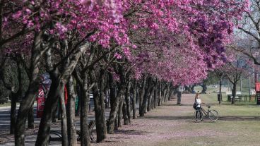 Los lapachos de parque Sunchales.