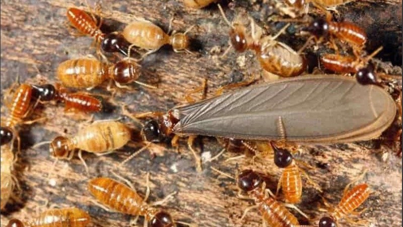 ''La única manera de eliminar las termitas es destruyendo toda la casa''