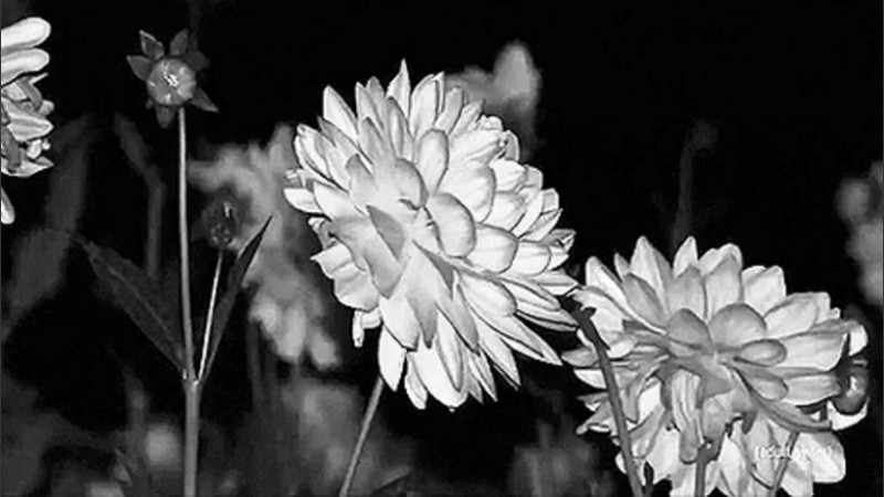 La primavera está muy cerca, con sus flores y sus grises. 