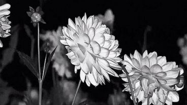 La primavera está muy cerca, con sus flores y sus grises.