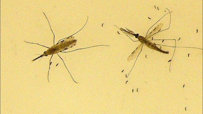  En 2012, el Anopheles stephensi provocó un brote en Yibuti.