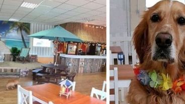 Trabajan con Starlight Barking Trust para traer a los perros callejeros de Grecia, donde hay muy pocas organizaciones benéficas e instalaciones para cuidar y realojar a los perros