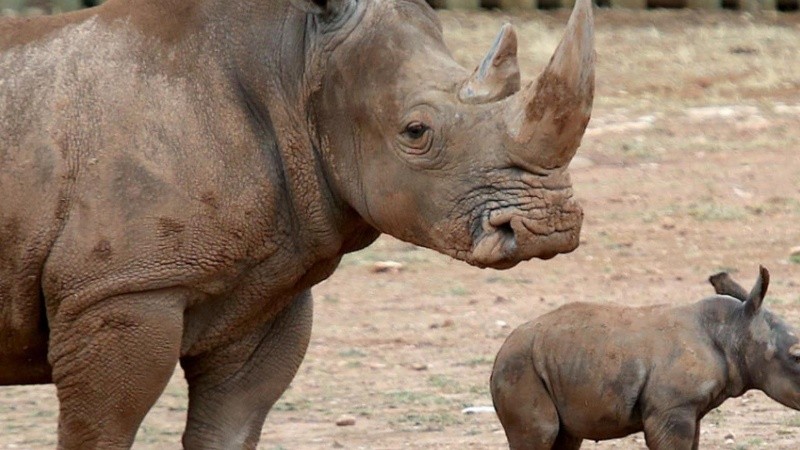 La transmisión comenzará a partir de las 15.30.