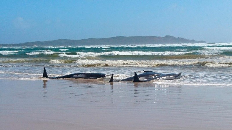 El encallamiento de ballenas es todavía un misterio para los científicos.