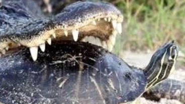 La tortuga logró escaparse sin reacción del cocodrilo