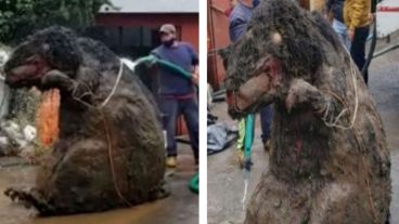 Fotos] Rata gigante sacada de alcantarilla de México y la historia