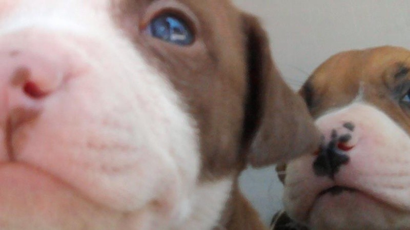 El animal nació con el síndrome de nadador.