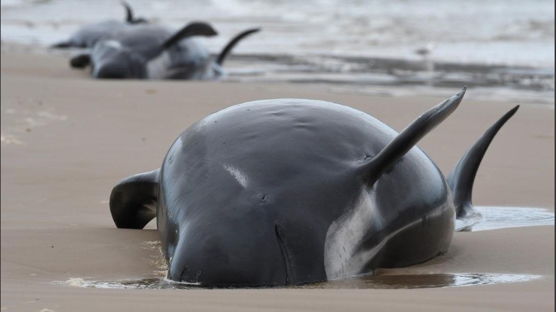 Las ballenas piloto son una de las especies que con mayor frecuencia resultan varados.