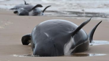 Las ballenas piloto son una de las especies que con mayor frecuencia resultan varados.