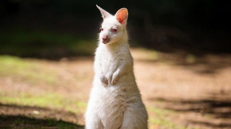 Además en el parque se encuentra un pavo real blanco que no es común verlo