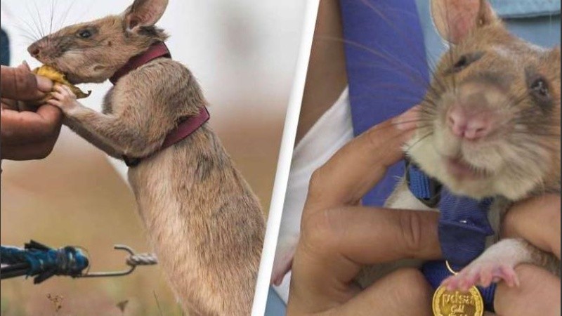Al encontrar una mina, empiezan a raspar la tierra, alertando así a sus entrenadores