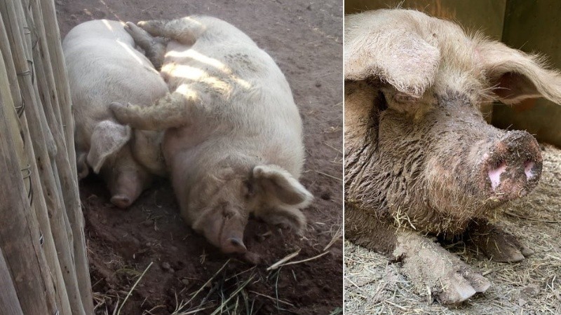 Prometeo y Amadea, una historia de amor con final feliz.