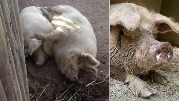 Prometeo y Amadea, una historia de amor con final feliz.