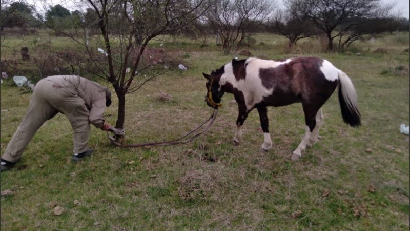 Las imágenes del operativo en la zona noroeste de Rosario.