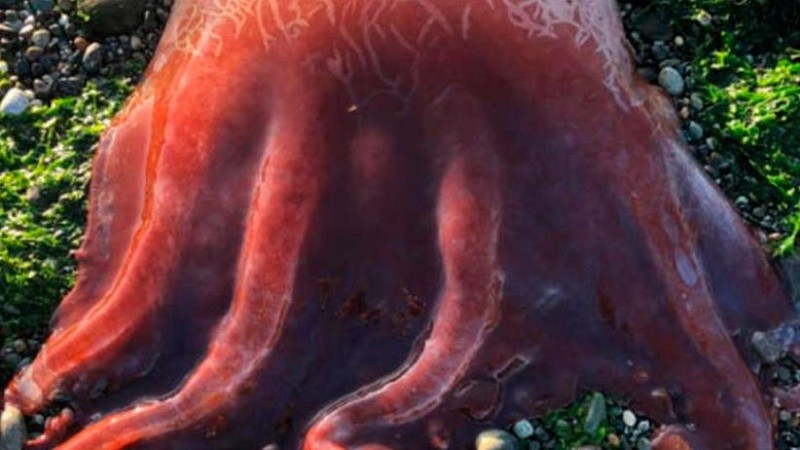 El animal estaba muerto y fue fotografiado por un residente.