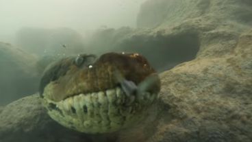 Las tomas impactan, debido a que muestran los ojos y el movimiento de la lengua bífida de la serpiente muy de cerca.