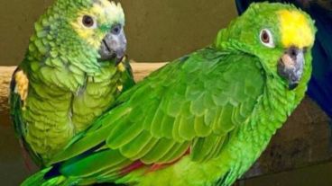 El zoo tiene más de 1.500 loros en sus instalaciones.