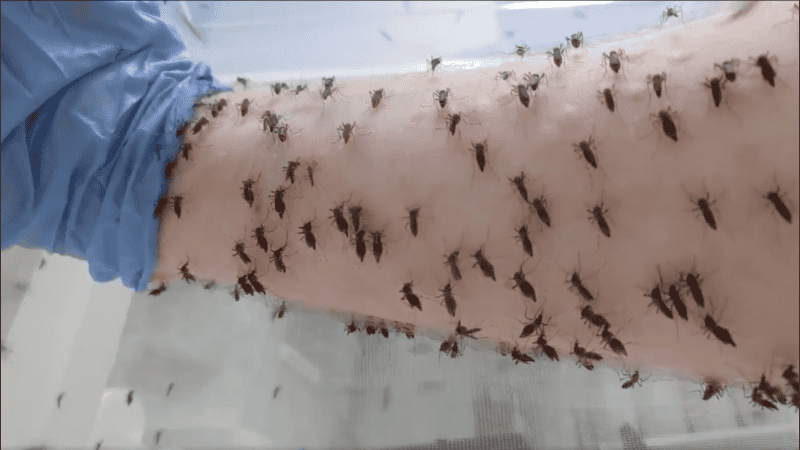 El objetivo es bloquear naturalmente la transmisión del virus del dengue.