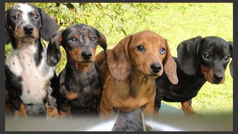 El concejal Toniolli impulsa este proyecto que busca desalentar la venta ilegal de animales 