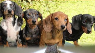 El concejal Toniolli impulsa este proyecto que busca desalentar la venta ilegal de animales