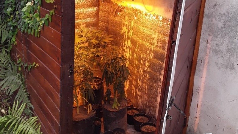 En el fondo de la propiedad, los policías detectaron un indoor con 4 plantas de marihuana.