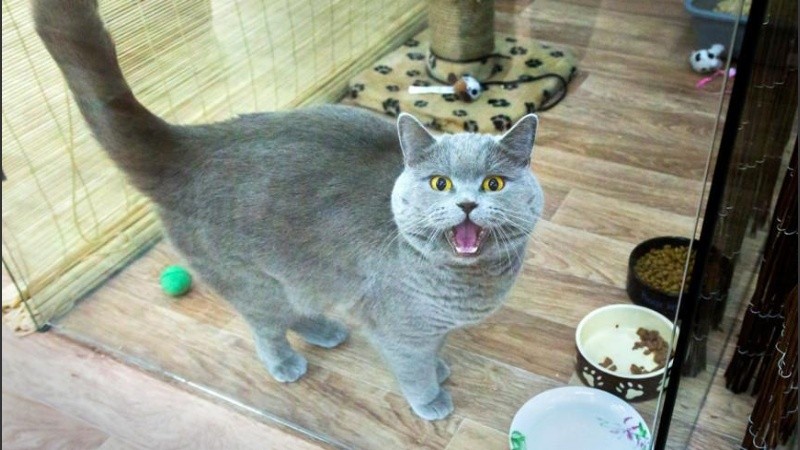 Para los interesados, la dueña ofrece poder acariciarlo por 25 dólares