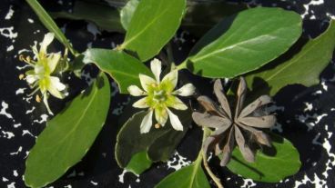 Los mapuches ya conocía desde el siglo XVII el efecto curativo del árbol.