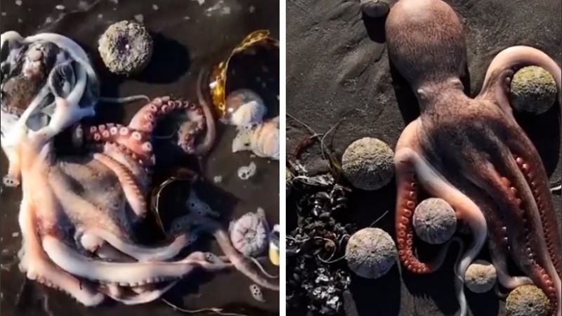 Greenpeace calificó lo ocurrido en Kamchatka de 