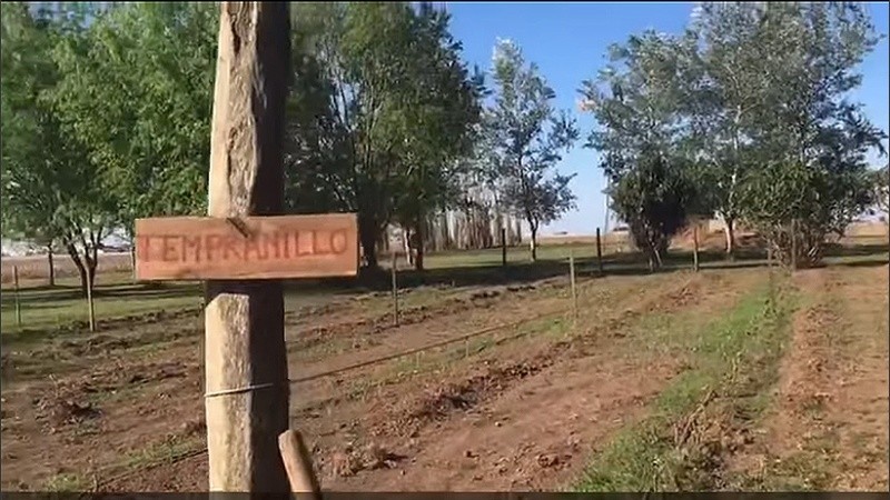 En Serodino ya hay sembrados varietales para los primeros vinos de la región