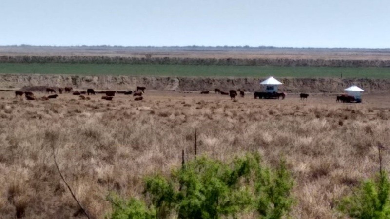 En la zona donde hubo fuego en las islas, ahora llegaron las vacas.