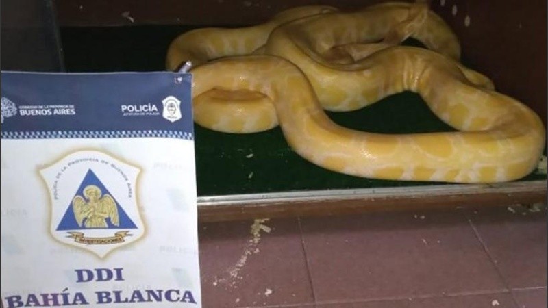Le iniciaron una causa por maltrato animal al dueño de la vivienda