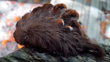 El insecto mide menos de cinco centímetros y está cubierto de pelos.