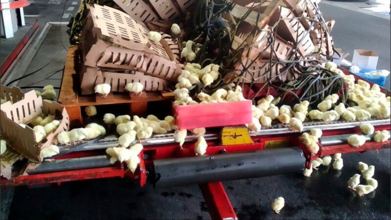 Trataban de sobrevivir comiéndose los restos de los animales muertos.