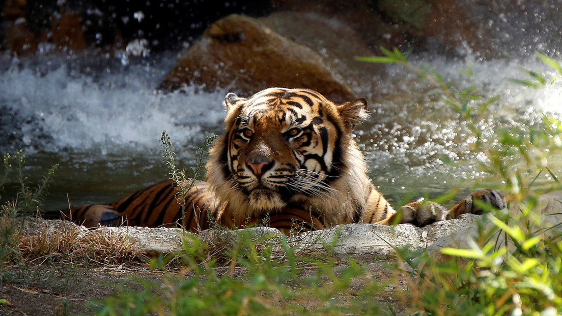 Le dieron un tigre en lugar de un gato doméstico.