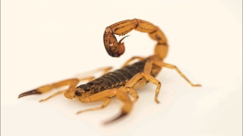 En niños, la picadura de un alacrán puede generar síntomas como espasmos, sudoración, naúseas, entre otros