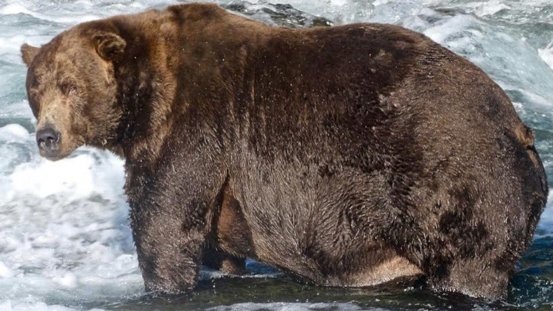 El concurso de realiza previo a la etapa de hibernación de los animales, cuando alcanzan su peso máximo