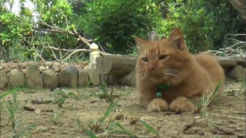 El animal empezó a acudir al cementerio desde el primer día después de la muerte del hombre
